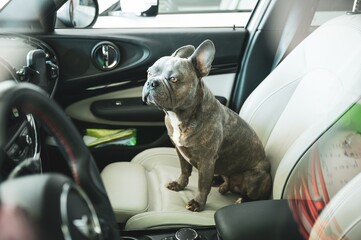 Sad looking dog trapped in hot car in parking lot - don‘t leave animals alone in hot cars
