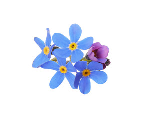 Fototapeta na wymiar Delicate blue Forget-me-not flowers on white background