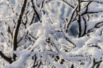 snow covered branches