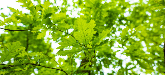 Fototapeta na wymiar (Selective focus, focus in the foreground) Stunning view of some green oak tree leaves in the foreground and a blurred tree crown in the background.