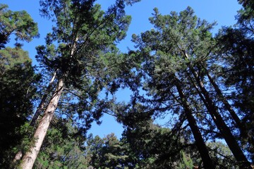 Taiwan - Alishan Forest