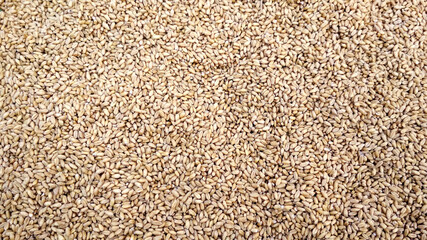 A lot of wheat background