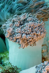 An unusual type of soft coral-Xeniidae. Underwater photo