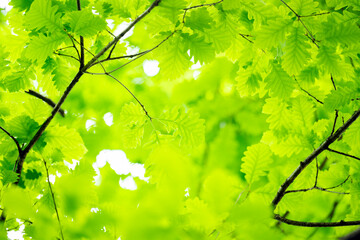 (Selective focus, soft focus of a beautiful lush vegetation with some green oak tree leaves, branches and tree crowns. Natural background with copy space.