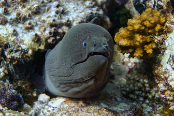 A giant moray eel peeks out of its burrow.