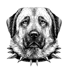 Kangal dog. Graphic, black and white, drawn portrait of a dog's head on a white background. Digital vector graphics.