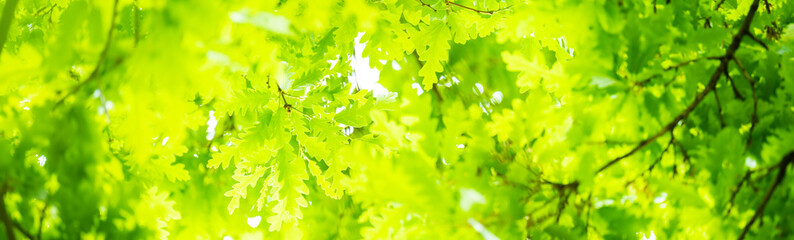 (Selective focus, soft focus of a beautiful lush vegetation with some green oak tree leaves,...