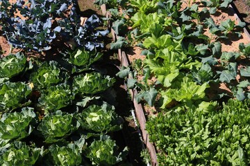 Small scale agriculture in Taiwan