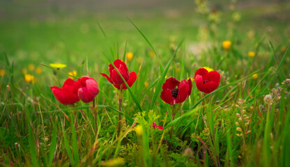 Spring landscape, tulips and other flowers on green grass meadow