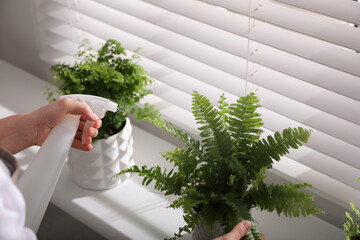 Woman spraying fern on window sill indoors, closeup