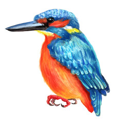 Watercolor colorful wild bird. White background.