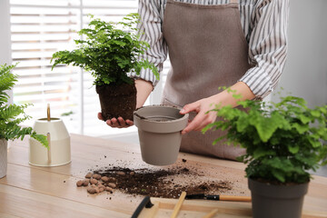 Woman planting fern at wooden table indoors, closeup
