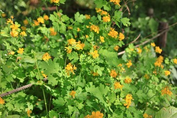 クサノオウ。　　　野川公園・自然観察園(東京都小金井氏市）にて