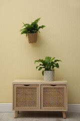 Beautiful fresh potted ferns and wooden cabinet near beige wall