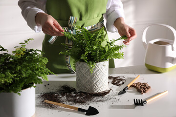 Woman taking care of fern at white table indoors, closeup