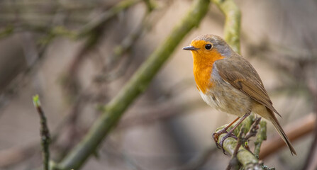 European robin sits and sings on a branch.