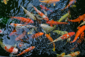 Obraz na płótnie Canvas Top view of group of koi carp fish swimming in the pond.