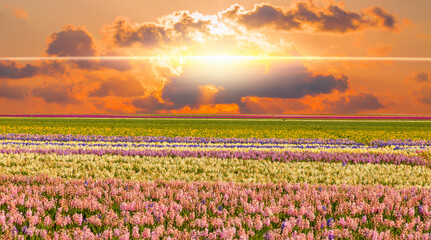 Beautiful hyacinth field with amazing sunset or sunrise - Spring flowers