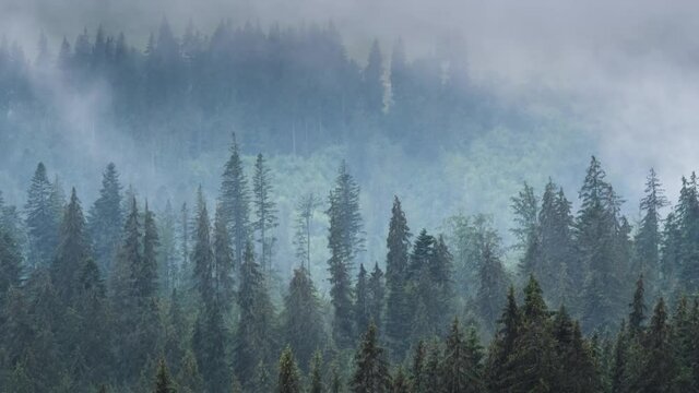 Time lapse of misty fog rolling over pine tree forest in mountains