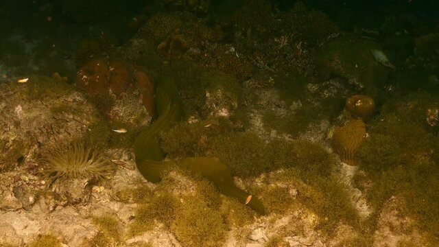 Night shot: Green Moray Eel  in coral reef of Caribbean Sea, Curacao