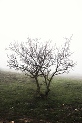 Landscape with rocks and fog. Silhouette of a tree with bare branches in fog. Mystical concept.