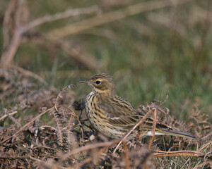 Meadow pipit , Anthus pratensis.