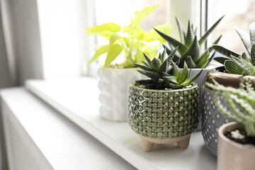 Beautiful potted houseplants on window sill indoors. Space for text