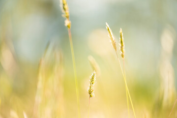 Selective and soft focus of grass, flowers and wild plants moving by a blowing wind and illuminated by a golden sunset. Spring, summer season, natural background with copy space.