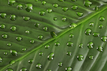 Fototapeta na wymiar Green leaf with dew drops as background, closeup