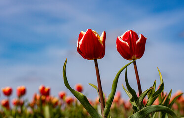 Obraz premium Ant eye view of red tulips in the field with blue sky back ground
