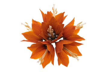flower hazel grouse isolated