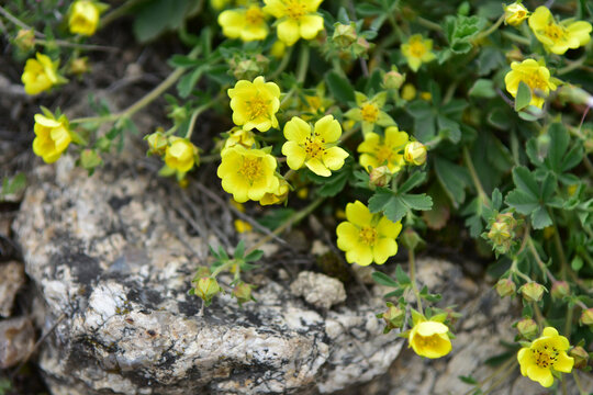 Field yellow flowers among the stones. Beautiful natural background.
