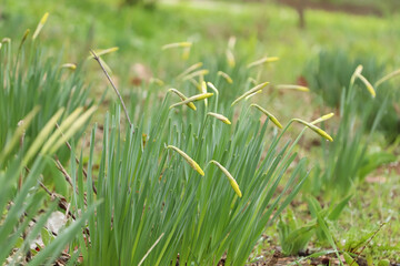 Beautiful unopened daffodils outdoors on spring day