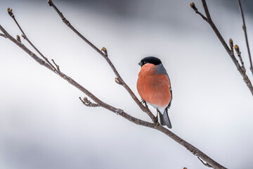 The Eurasian bullfinch, common bullfinch or bullfinch (Pyrrhula pyrrhula)