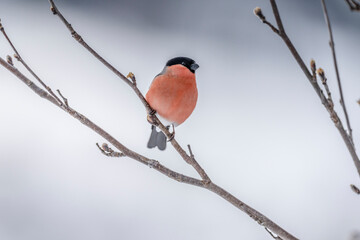 The Eurasian bullfinch, common bullfinch or bullfinch (Pyrrhula pyrrhula)