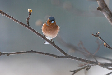 The Common chaffinch or simply the chaffinch (Fringilla coelebs)