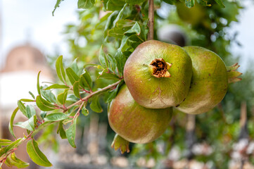 Various pomegranate fruit (Punica granatum) on the tree branch, selective focus.