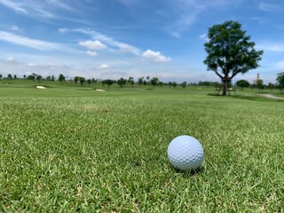 Golf ball on the green for golf course concept