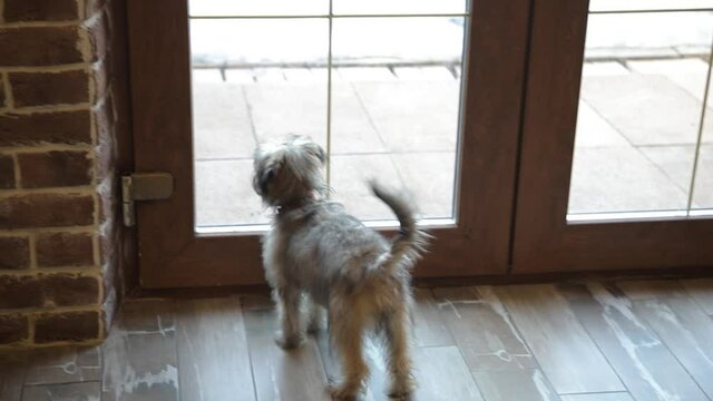 A small puppy barks through the door window, missing its owner. Light shaggy dog.