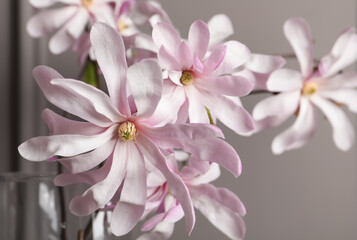 Magnolia tree branches with beautiful flowers in vase on grey background, closeup