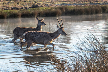 Two young deer crossing the pond