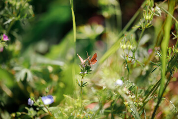 Macro of a Butterfly Cacyreus marshalli on a flower.