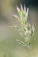 spring background with grass and flowers. For use as a backdrop