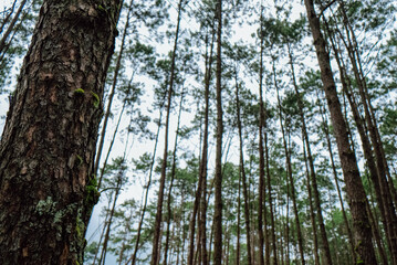 Bottom view of tall old trees in evergreen primeval forest in Nature Pine Park