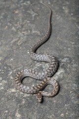 Southern smooth snake (Coronella girondica)