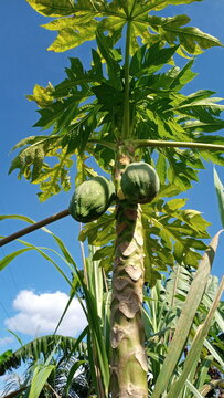 planta de papaya de la selva peruana