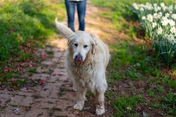 정원에 개가 있다.