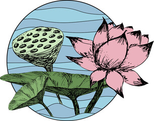 Hand drawing vector illustration of lotus. Colored engraving technique.
