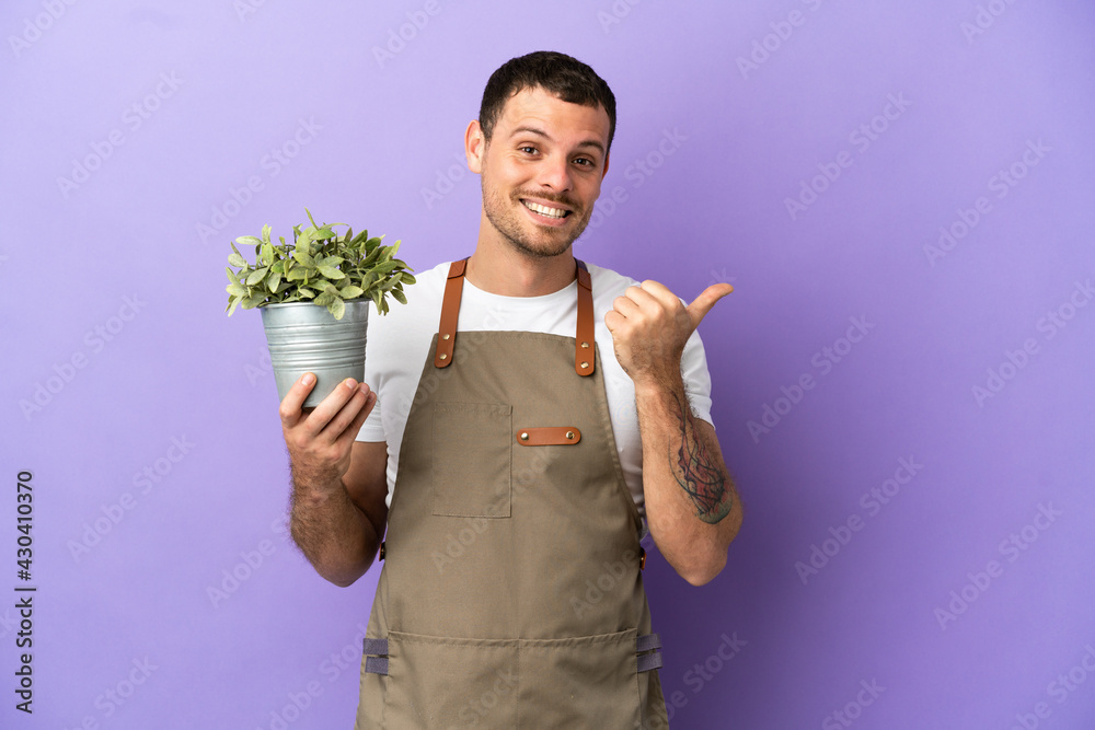 Wall mural brazilian gardener man holding a plant over isolated purple background pointing to the side to prese