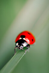Naklejka premium Spring Nature background. Green grass with ladybug. Beautiful nature background with morning fresh grass and ladybug.